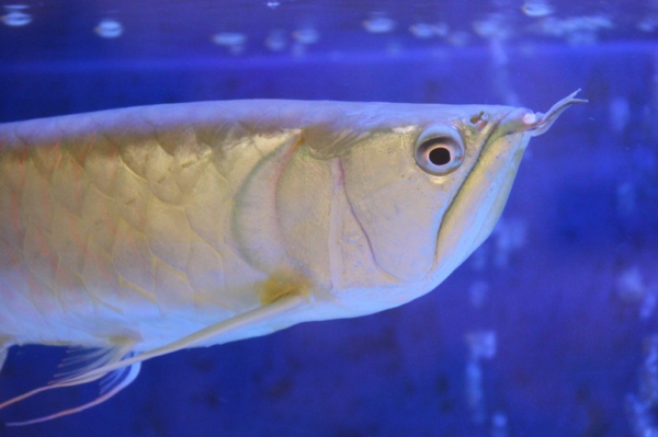水質在線監測系統幫助養殖銀龍魚