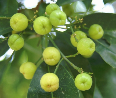 多要素氣象站：油柑種植需要什么樣的氣候條件？